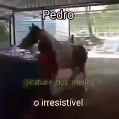 Qual vc é ?