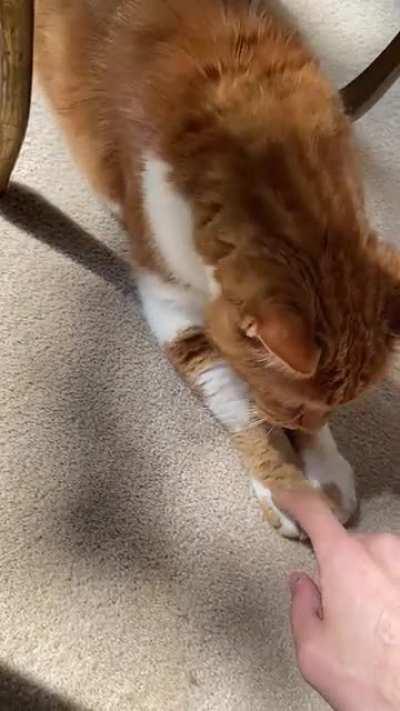 Found Mr. Kitty freezing outside 4 Christmases Ago. Now he can’t stop talking :’)