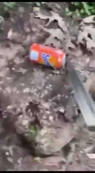 A game of real or cake