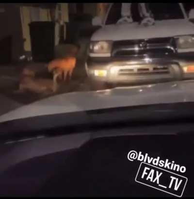 Guy knocks out pitbulls for trying to attack him was he wrong ?
