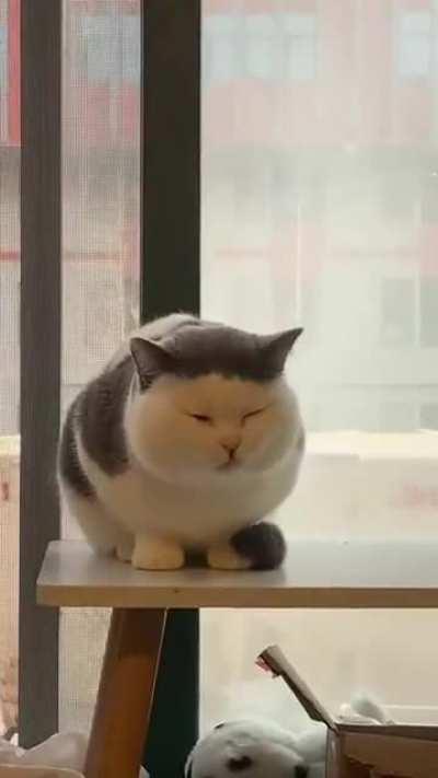 What breed is this? I want one so bad.