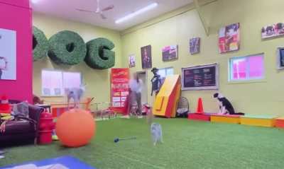 Doggie did this all day 😂