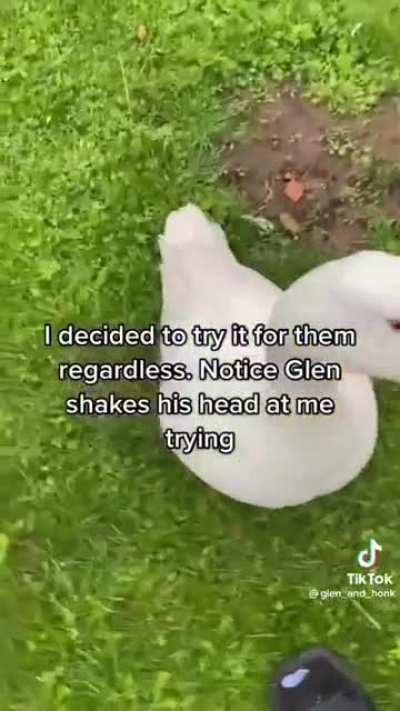 it's so adorable I could cry (@glen_and_honk on tiktok)