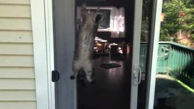 I go outside for one second, and Freyja is trying to destroy our screen door