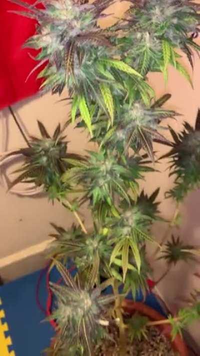 Portuguese frost - cut and dry tomorrow AM