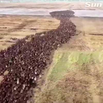 Para este domingo, les traigo 10,000 patos limpiando de insectos campos de cultivo en Tailandia ✨🦆