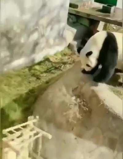 Panda: I hate this chair!