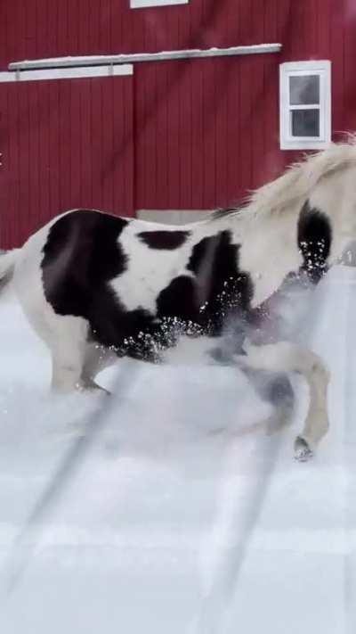 Horse and dog frens share zoomie time