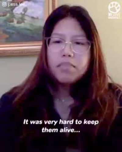 A woman rescue and raises a lonely baby rabbit is both heartwarming as well as informative. The story of Honey Bunny. 🐇