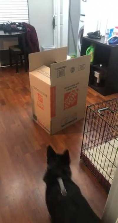attack of the box