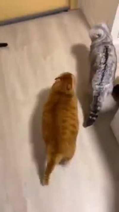 there are two types of cats