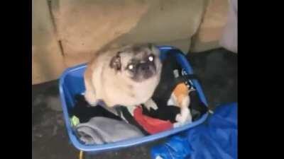 pug vibing to The Big One