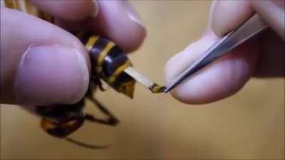 Thanks I hate wasp parasites