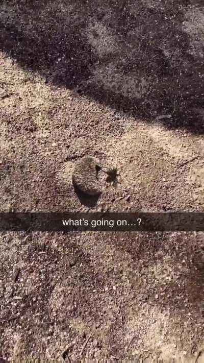 When the hunter becomes the hunted...