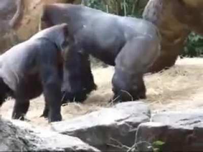 Здорово, когда есть Батя, неважно, человек ты или горилла.