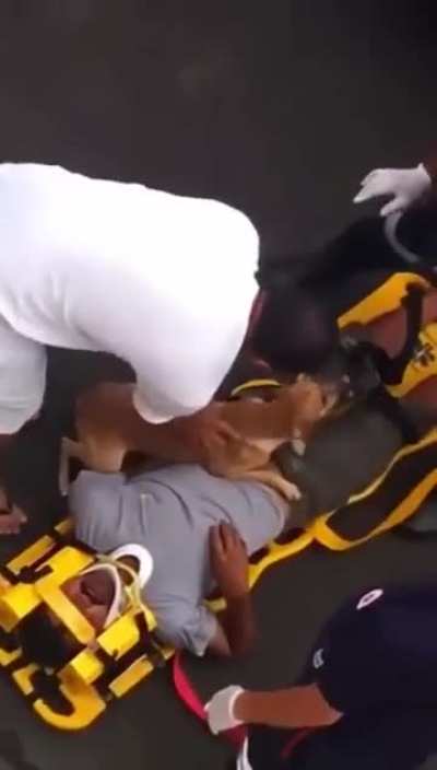 We don't deserve dogs