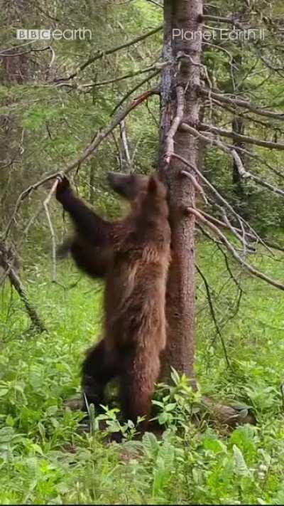 The tree trunk shimmy