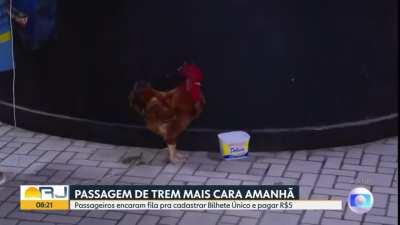 Carioca e seu galo pegando fila para cadastrar o Bilhete &Uacute;nico