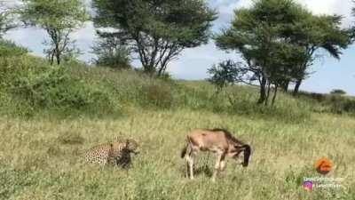 Leopard walks up to completely oblivious wildebeest calf