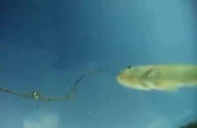 Absolutely beautiful shot of a Kingfisher hunt.