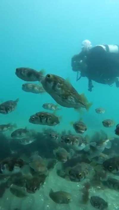 So. Many. Pufferfish.