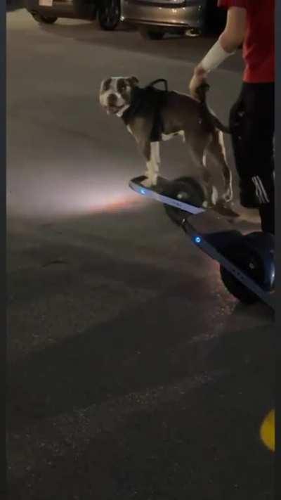 Big pup rides a Onewheel!
