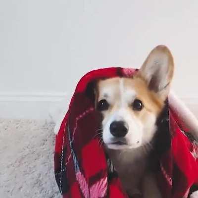 This dog wraps itself in a blanket