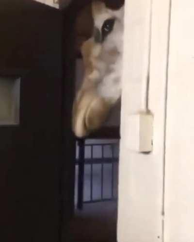 Se lembrou de pagar a girafa agiota hoje?