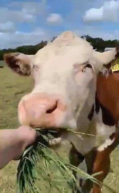 My favourite walking over for some grass and scratches!