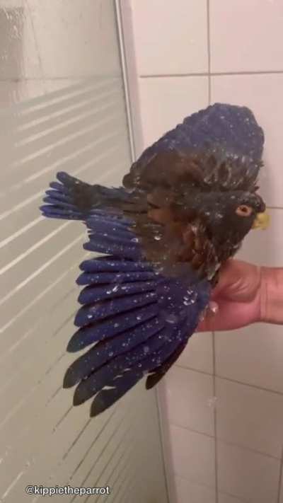 Showering with the birds
