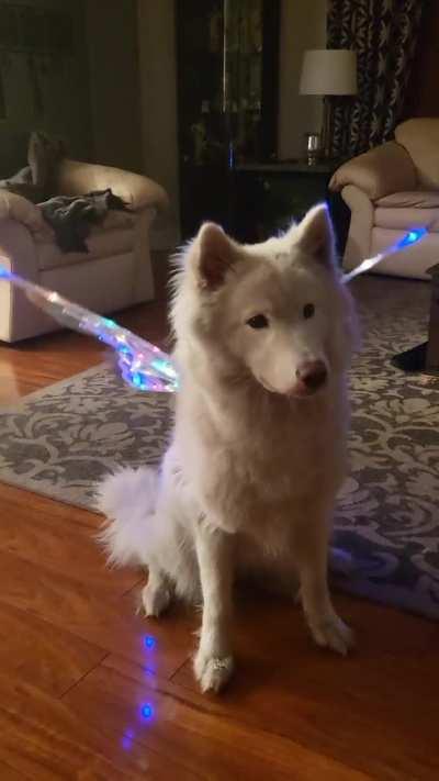 Pyshka's first Halloween costume 🥰