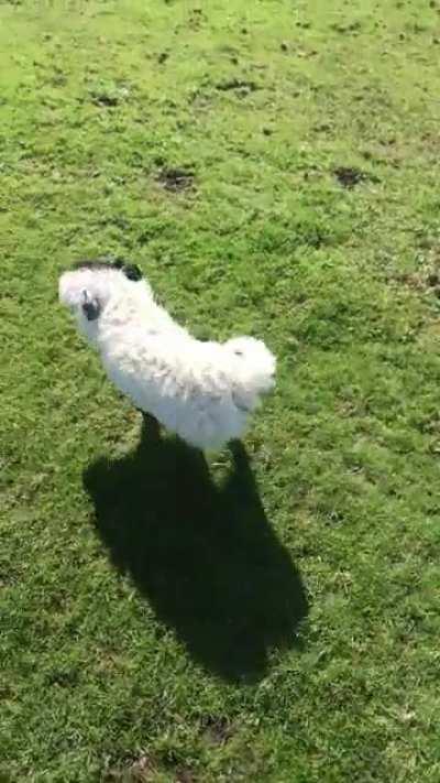 Borrowed this happy girl for our walk today, keep on rollin baby!