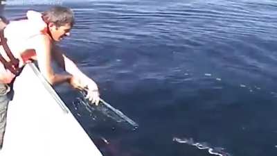 Animal Rescues at Sea | 5