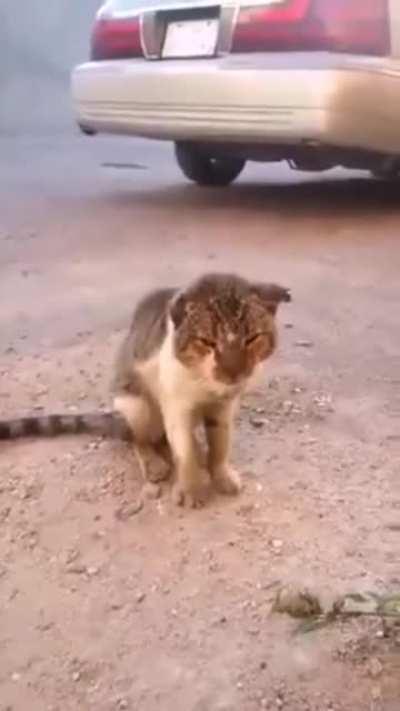 Poor cat 🐈 haram ☪️