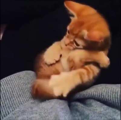 I'll get all three of you! Funny cat video!!