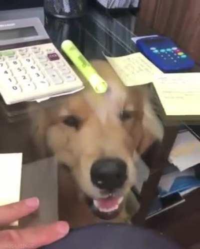 A lot of people (and dogs) are going to miss working from home