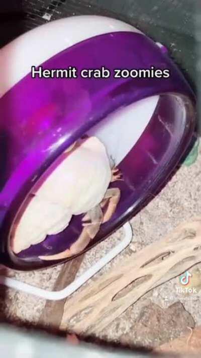 Hermit Crab Has The Zoomies. Burt Climbs onto The Hamster Wheel and Has Been Walking For Almost 15 Minutes!