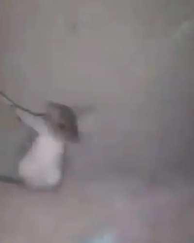 Lyle sending a message to the rat kind