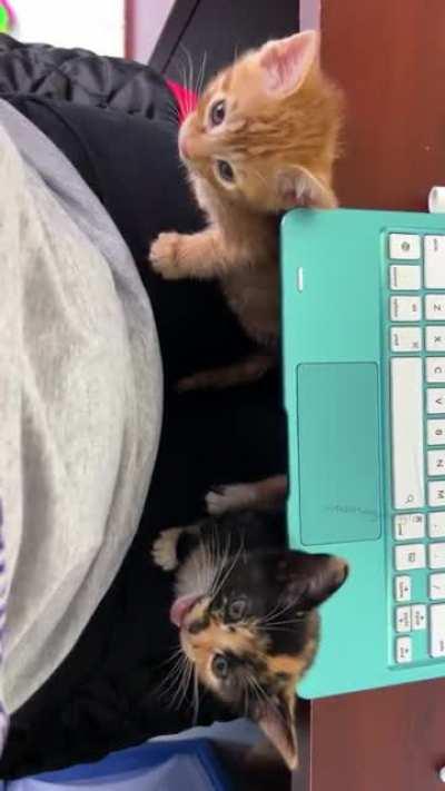 The Lowe’s kittens have begun to protest their confinement. Save me!