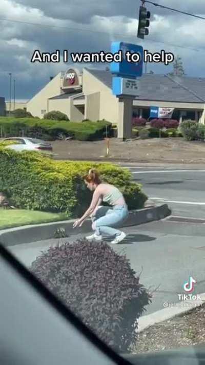 Helping some a family of ducks get across the road