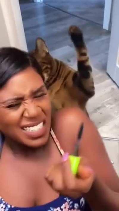 This cat chose violence