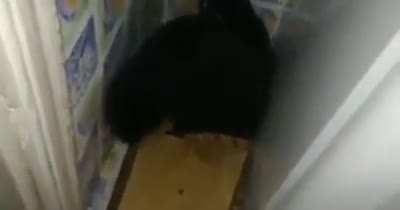 The Door of the Dark Cat Kingdom