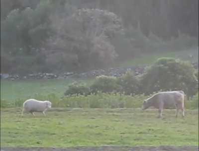 Crazy sheep attacks cow!