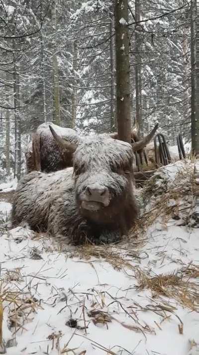 The cold never bothered him anyway