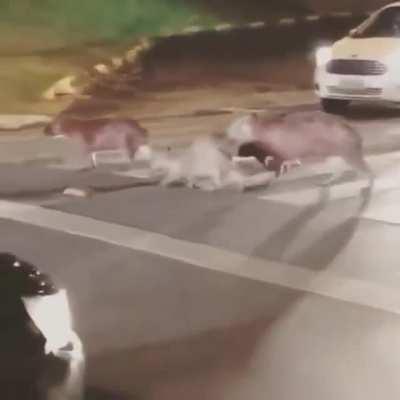 Capybaras have adapted rather well to urbanization in South America, and they can be found in many city parks as well as urban ponds and lagoons. At times, they will move from one to another. In Belo Horizonte, Brazil, they can be seen traveling from Lake