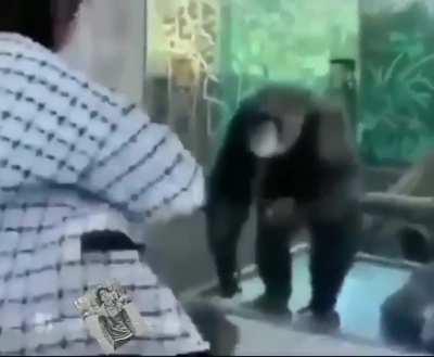 Cringe human vs based monkey