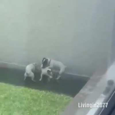 我干！真的笑死（狗狗做爱）