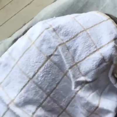 Tucked in for nap time 