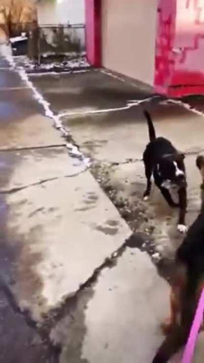 Imagine how much worst his could have been if it was a German Shepherd but instead a smaller dog or cat. Of course the pit bull owner is taking his sweet time getting to his dog