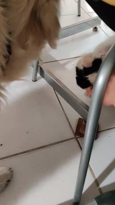 Pablo is left perplexed after getting bitchslapped